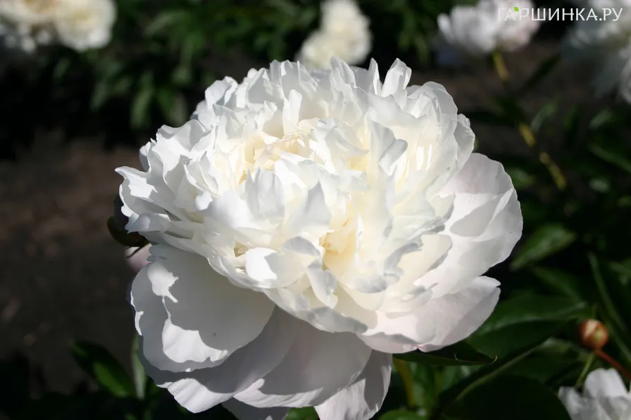 Пион Амалия Олсон