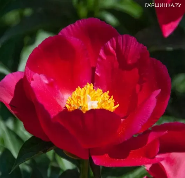 Пион Америка