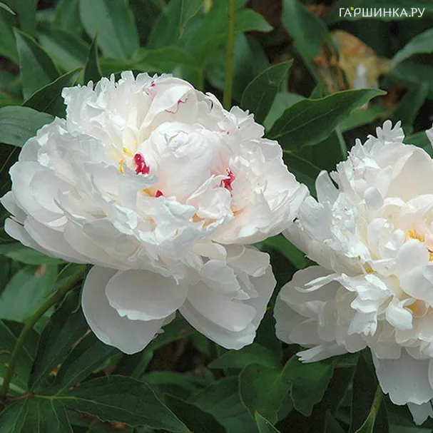 Пион Аваланш