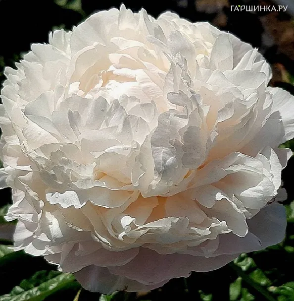 Пион Carl G. Klem