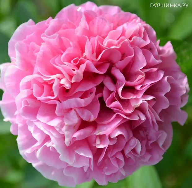 Пион Carnation Bouquet