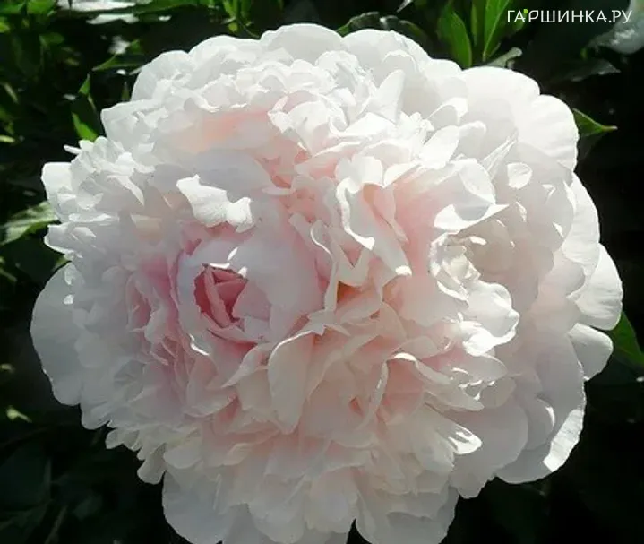 Пион Cornelia Shaylor