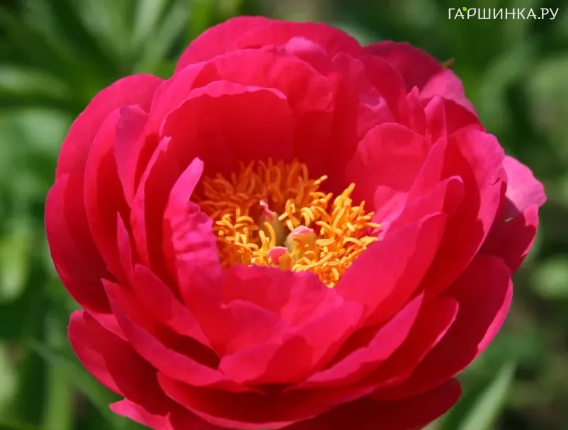 Пион Цитерия