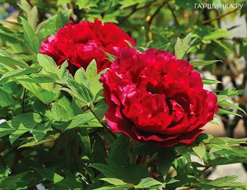 Пион Алые паруса древовидный