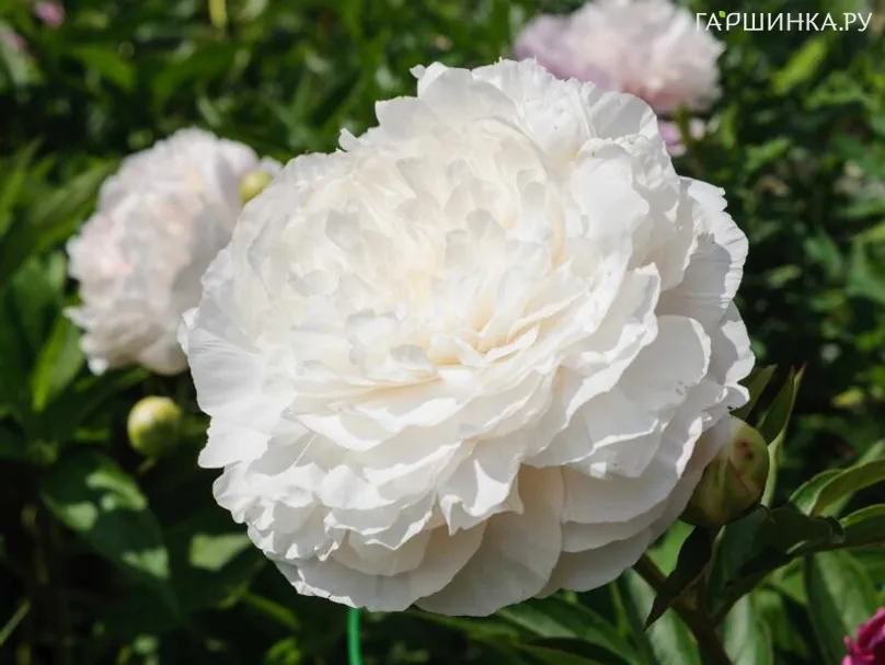 Пион Белый Кристал древовидный