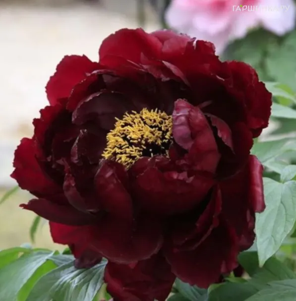 Пион Черный Лоск древовидный