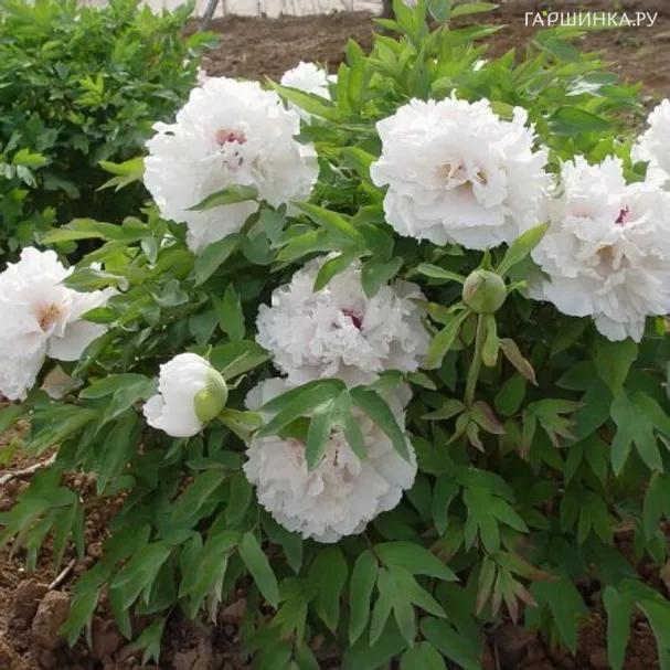 Пион Корона из Бисера древовидный