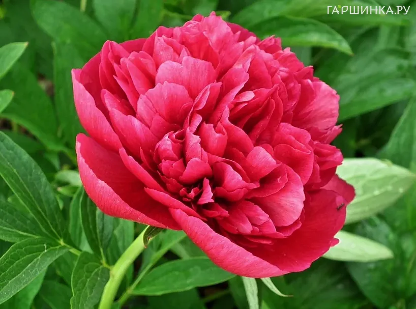 Пион Красный Лист древовидный