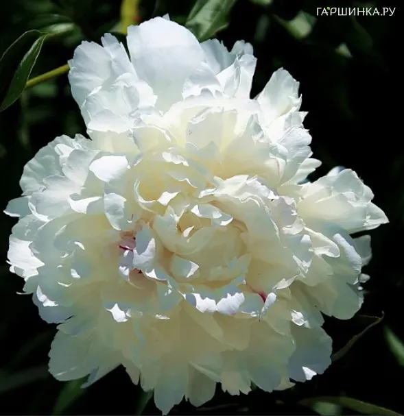 Пион Нефритовая принцесса древовидный