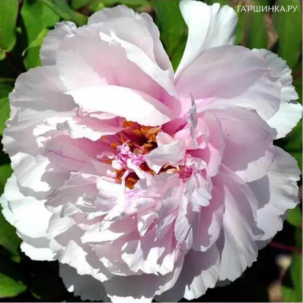 Пион Персиковый цвет древовидный