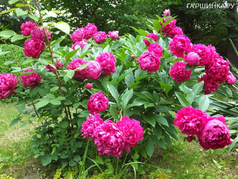 Пион древовидный Пурпурный Феникс
