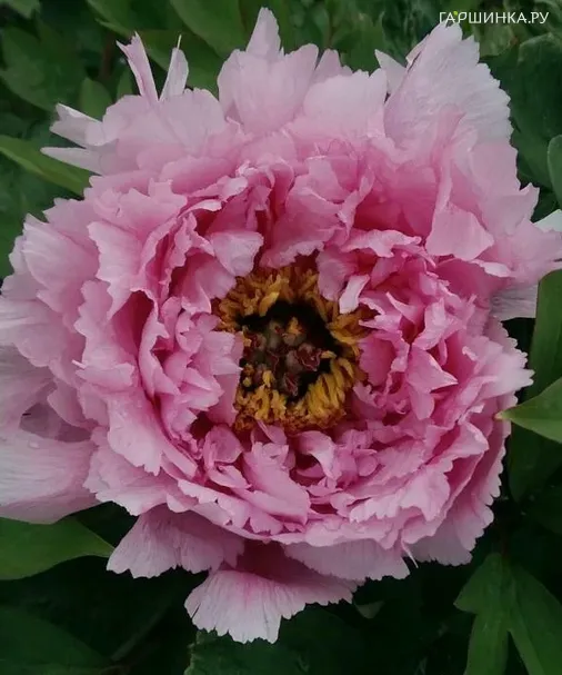 Пион древовидный Розовая пудра