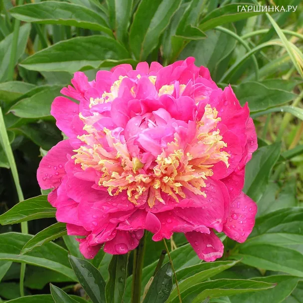 Пион Feather Top