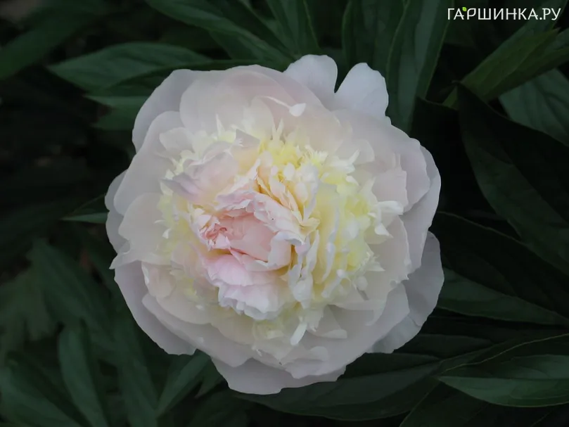 Пион Florence Nicholls