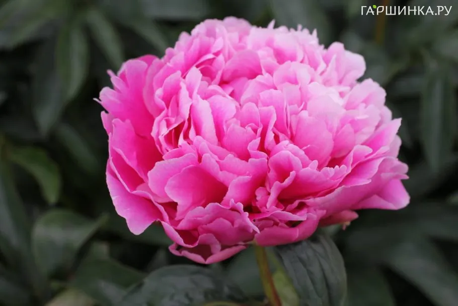 Пион Якорма