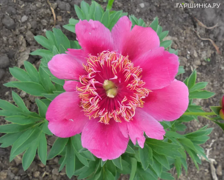 Пион лекарственый Анемонефлора