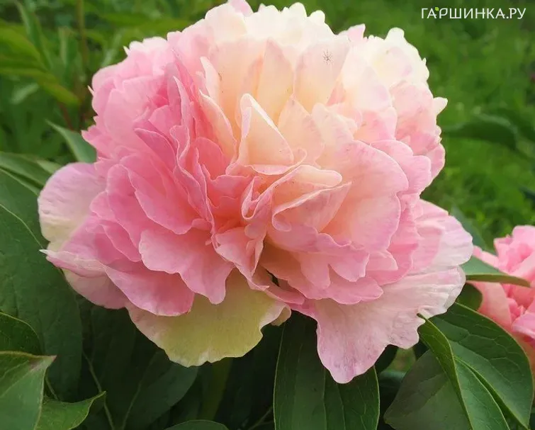 Пион Lois Choice