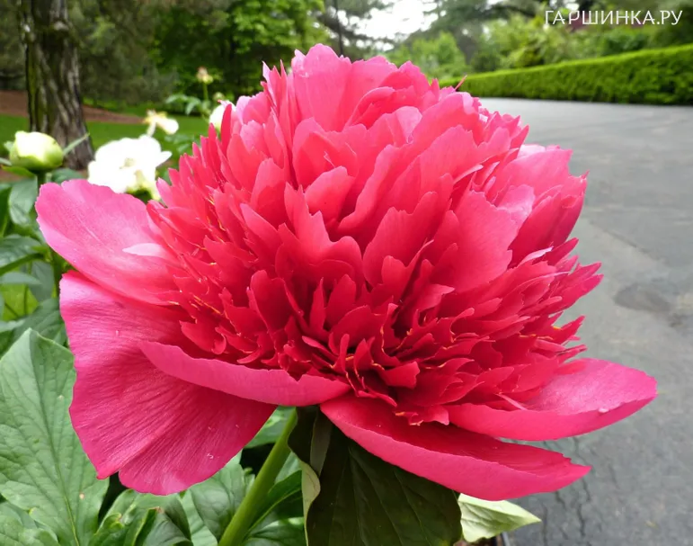 Пион Мени Хеппи Ретурнс