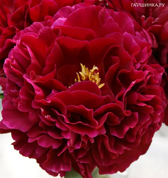 Пион Олд Фейтфул