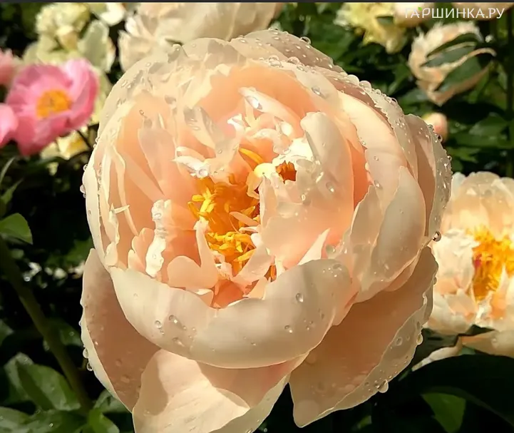 Пион Pastelegance