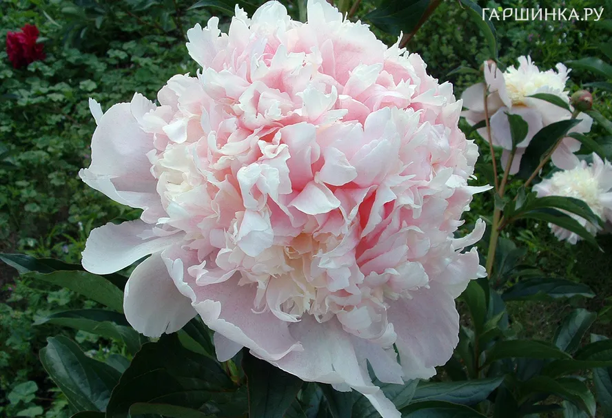 Пион Petticoat Flounce