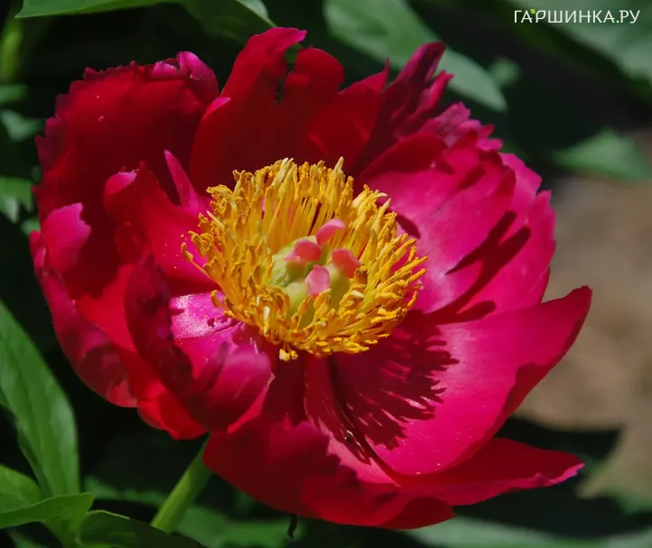 Пион Скарлет О Хара