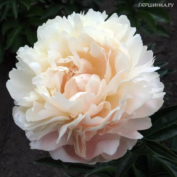 Пион Summer Glow