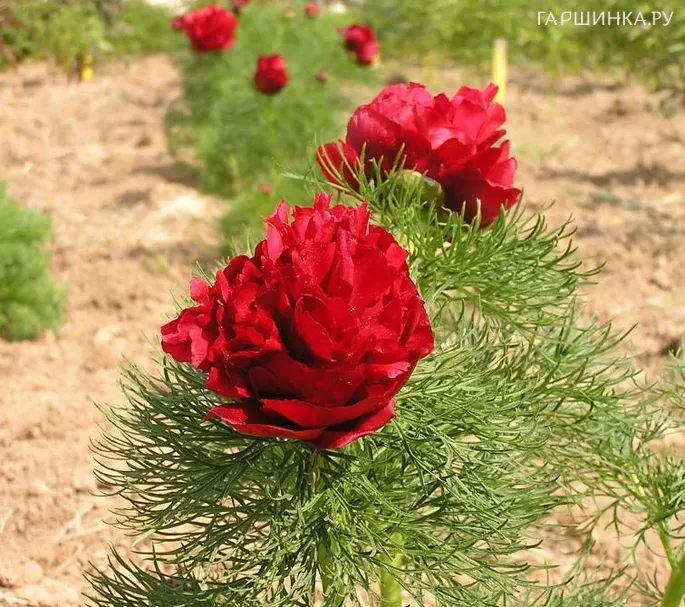 Пион тонколистный Рубра Плена