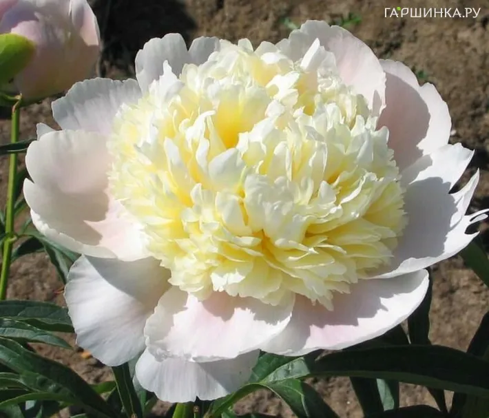 Пион White Charm