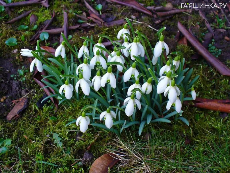 Подснежник Белоснежный простой 5шт