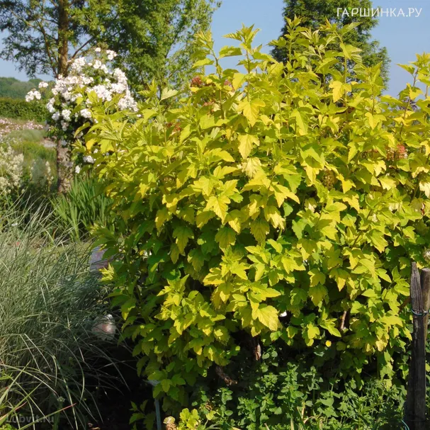 Пузыреплодник Ангел Голд