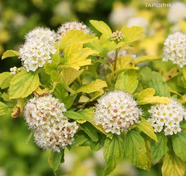Пузыреплодник Наггет