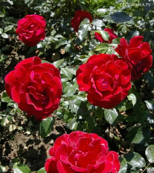 Роза Коррида, НИРП (лиц)