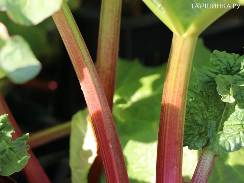 Ревень волнистый Мира