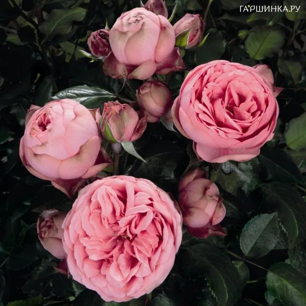 Роза Хеппи Пиано чайно-гибридная, Тантау (лиц)