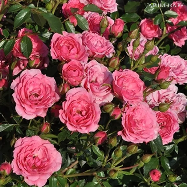 Роза Астерия Пикси, Фено Гено (лиц)