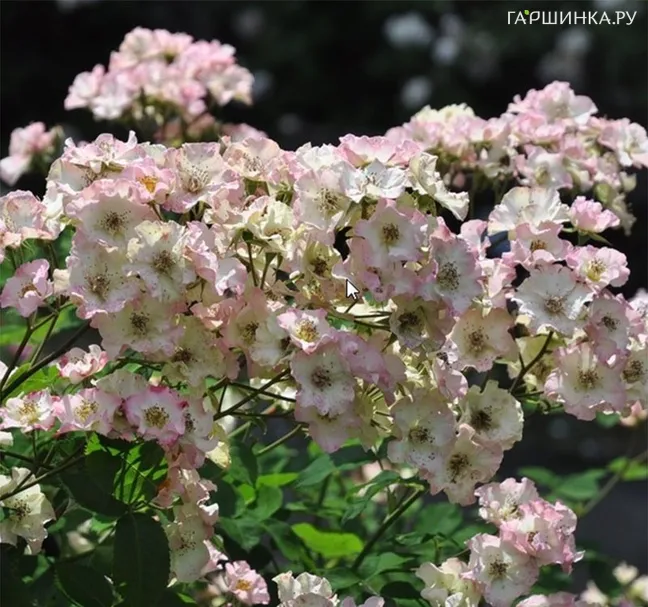 Роза Август Дессер, Vissers (лиц)