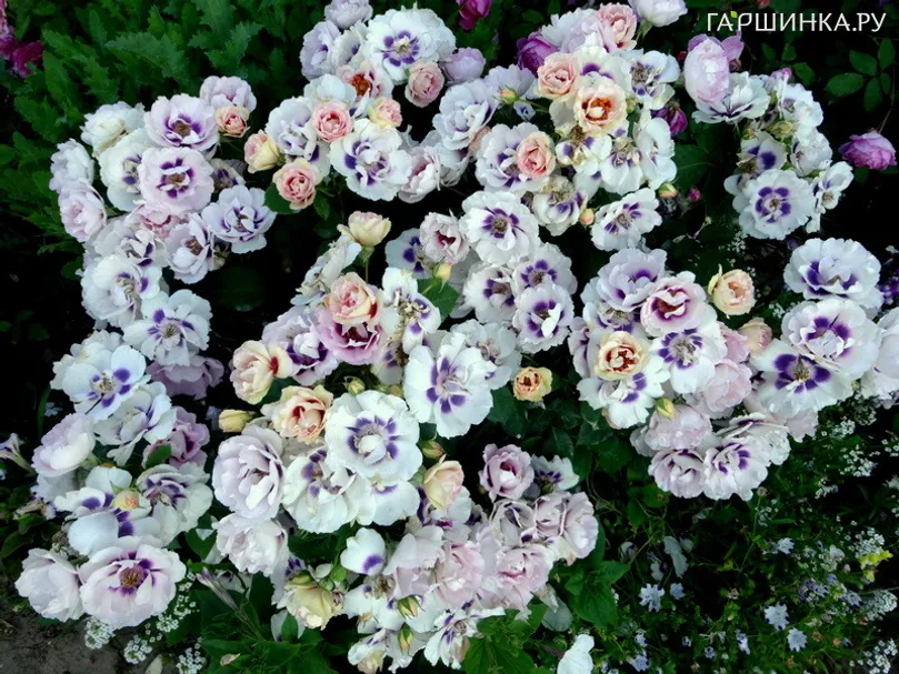 Роза Айз фо Ю, Ворнер (лиц)