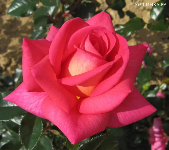 Роза Фрэгрент Ализэ, НИРП (лиц)