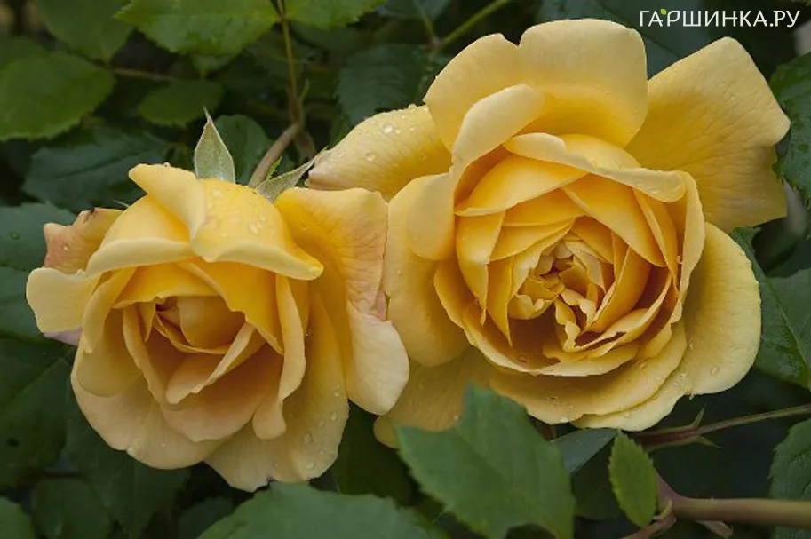 Роза Голден Силк, НИРП (лиц)