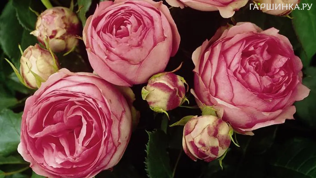 Роза Хеппи Пиано чайно-гибридная Imperial Rose