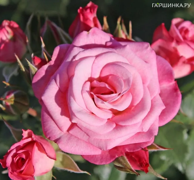 Роза Ксения флорибунда, Топалович (лиц)