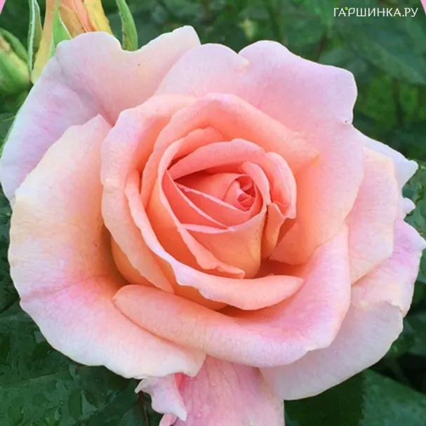 Роза Ля Коте де Меранде, НИРП (лиц)