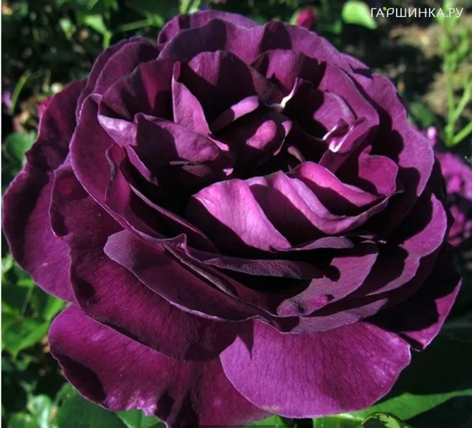 Роза Минерва, Vissers (лиц)