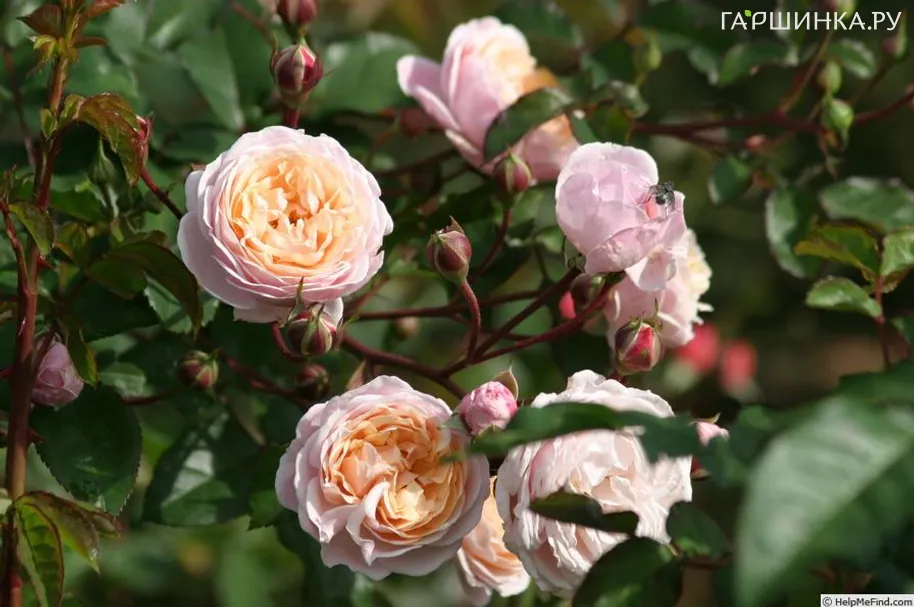 Роза Нью Дримс, Vissers (лиц)