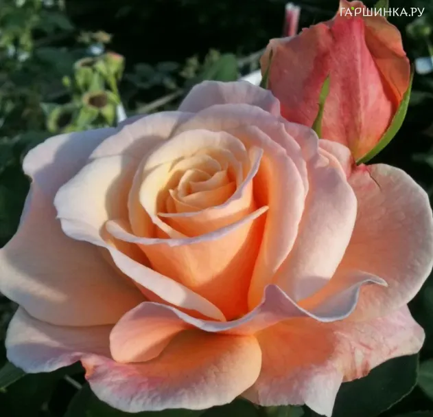 Роза О Хэппи Дэй чайно-гибридная, Топалович (лиц)