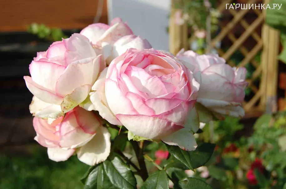 Роза Оноре Де Бальзак чайно-гибридная, Топалович (лиц)