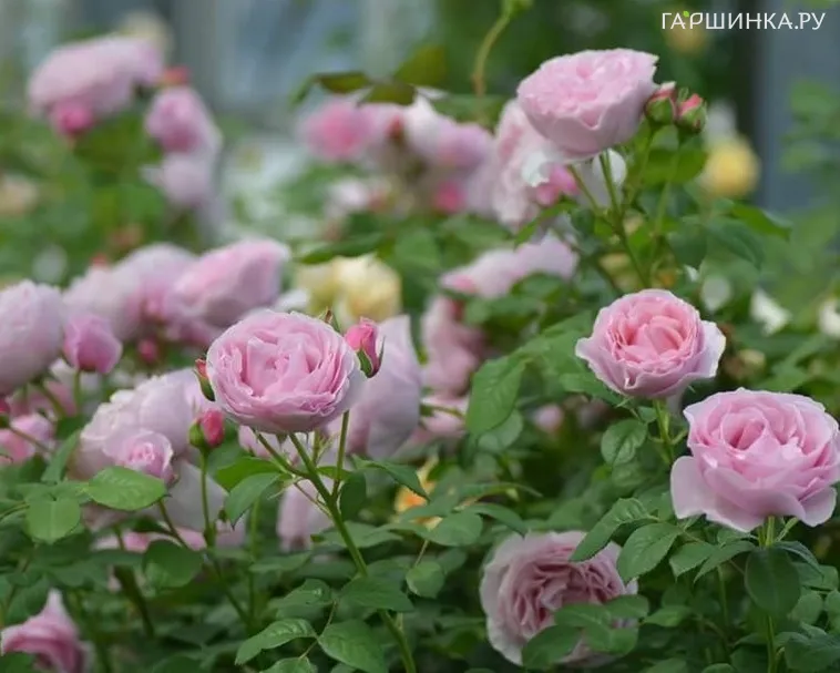 Роза Принцесс Клэр оф Бельгиум, Vissers (лиц)