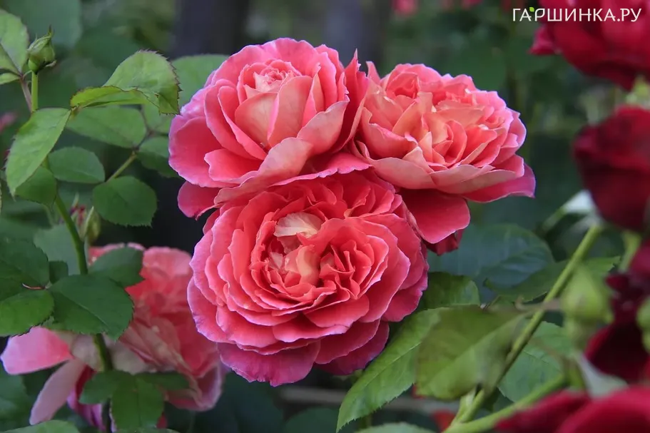 Роза Рен Саммю, Гийо (лиц)