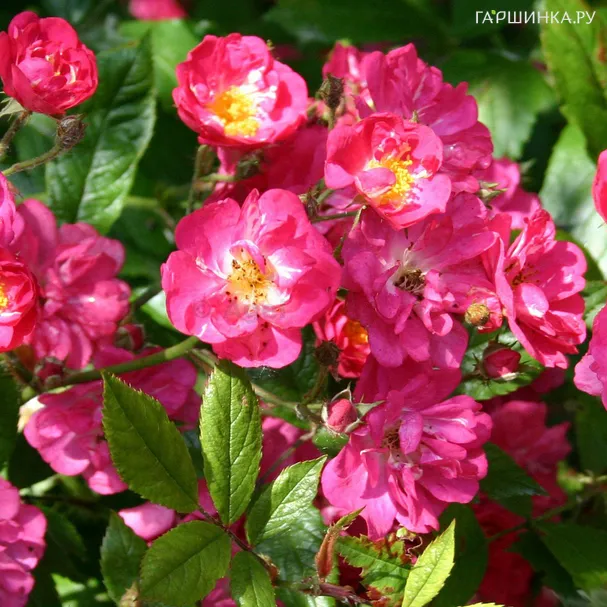 Роза Робин Гуд, Гийо (лиц)